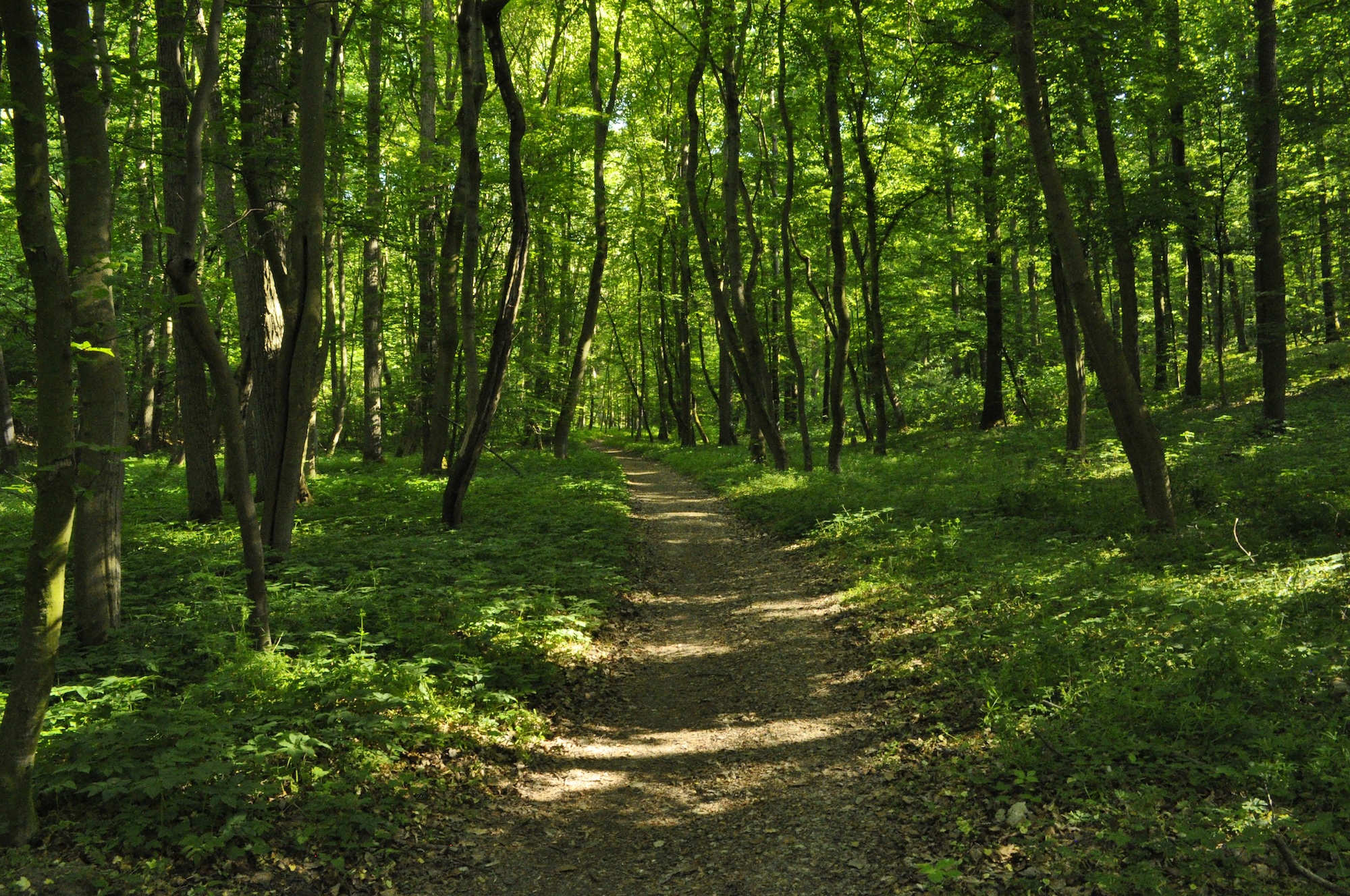 Trails
